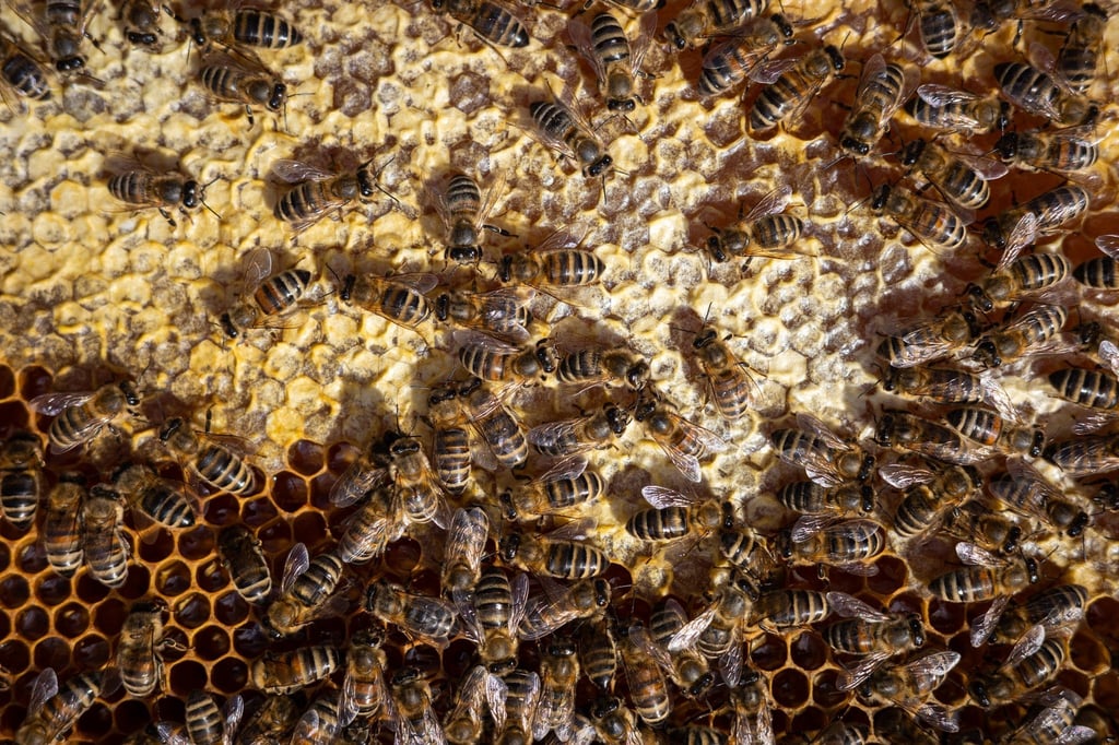 Bienen sitzen auf einem Bienenrahmen.