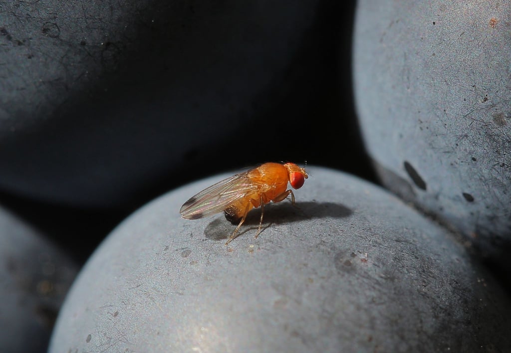 Eine Kirschessigfliege (Drosophila suzukii) sitzt auf einer Traube.