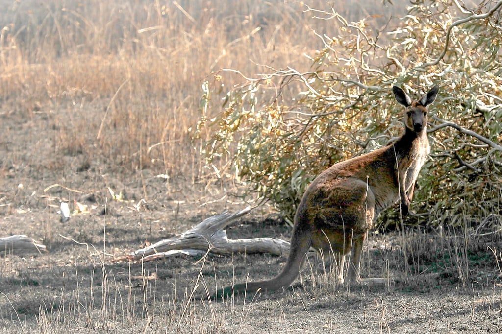 Ein Känguru steht in der Nähe der australischen Stadt Adelaide vor einem Busch.