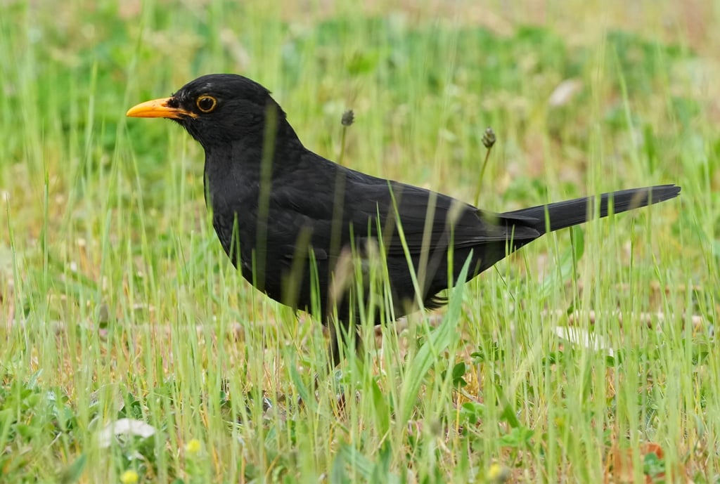Der Naturschutzbund und der bayerische Landesbund für Vogelschutz rufen dazu auf, Vögel im Garten zu zählen - auch die Amsel kann beobachtet werden.