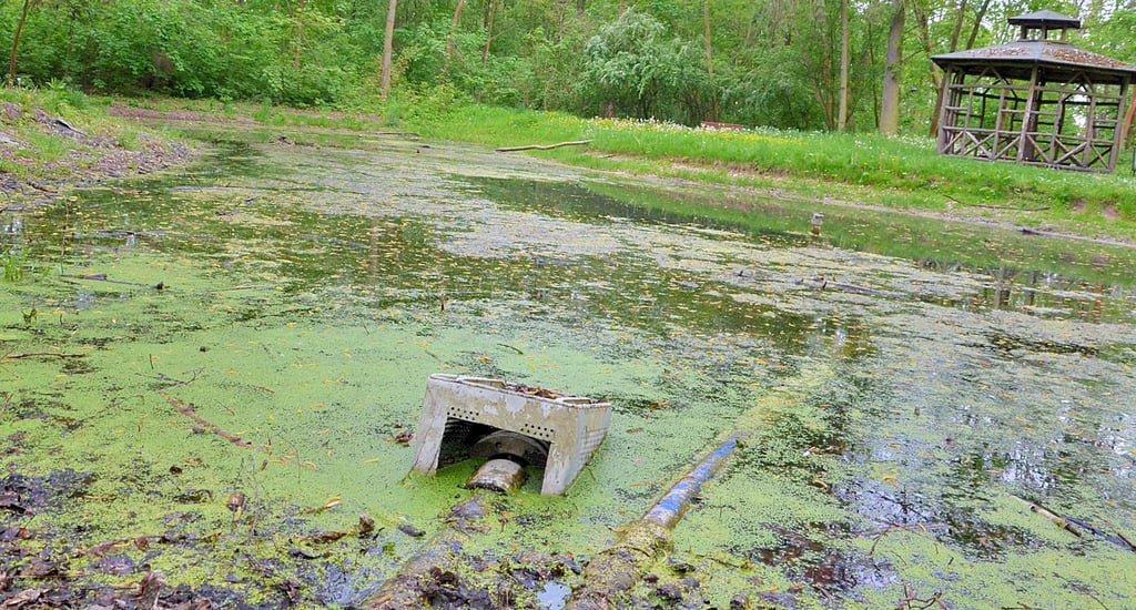 Der Schmetterlingsteich im Tannenwäldchen ist schmutzig. In Kürze wird dort eine gemeinsame Aktion mit der Jugendfeuerwehr durchgeführt.