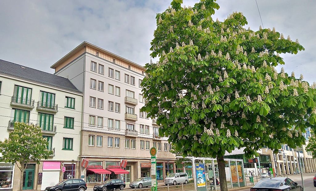 Blick auf zwei Rosskastanien-Bäume, die derzeit in Höhe der Haltestelle Goldschmiedebrücke in Magdeburg in voller Blüte stehen.