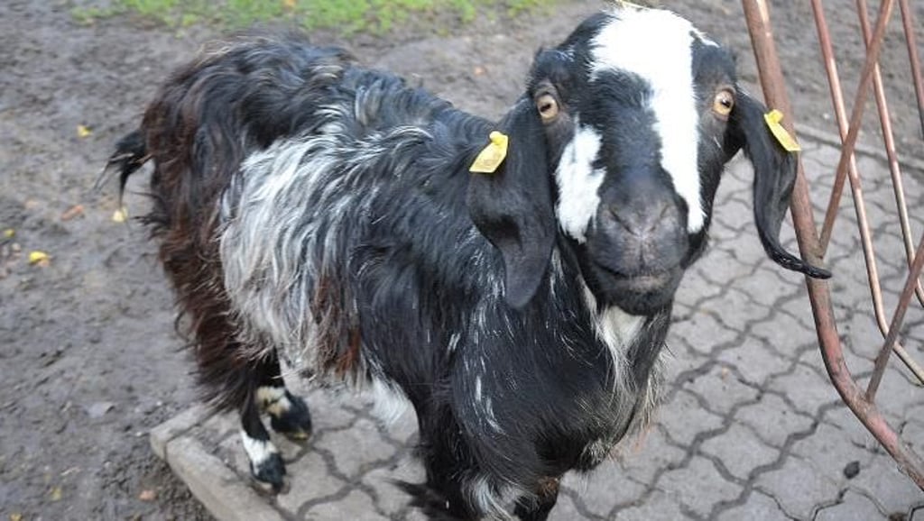 Im Tiergarten in Staßfurt gibt es über 70 verschiedene Tierarten, die oft sehr exotisch sind. Die Owambo-Ziege zum Beispiel stammt aus Westafrika und ist nördlich des Namibs beheimatet.