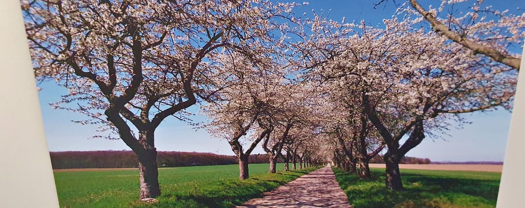 Die Kirschallee bei Wistedt ist in jedem Frühjahr eine Augenweide und ein Magnet für Insekten. Inzwischen ist an Wegen und Straßen die Apfelblüte zu bewundern.