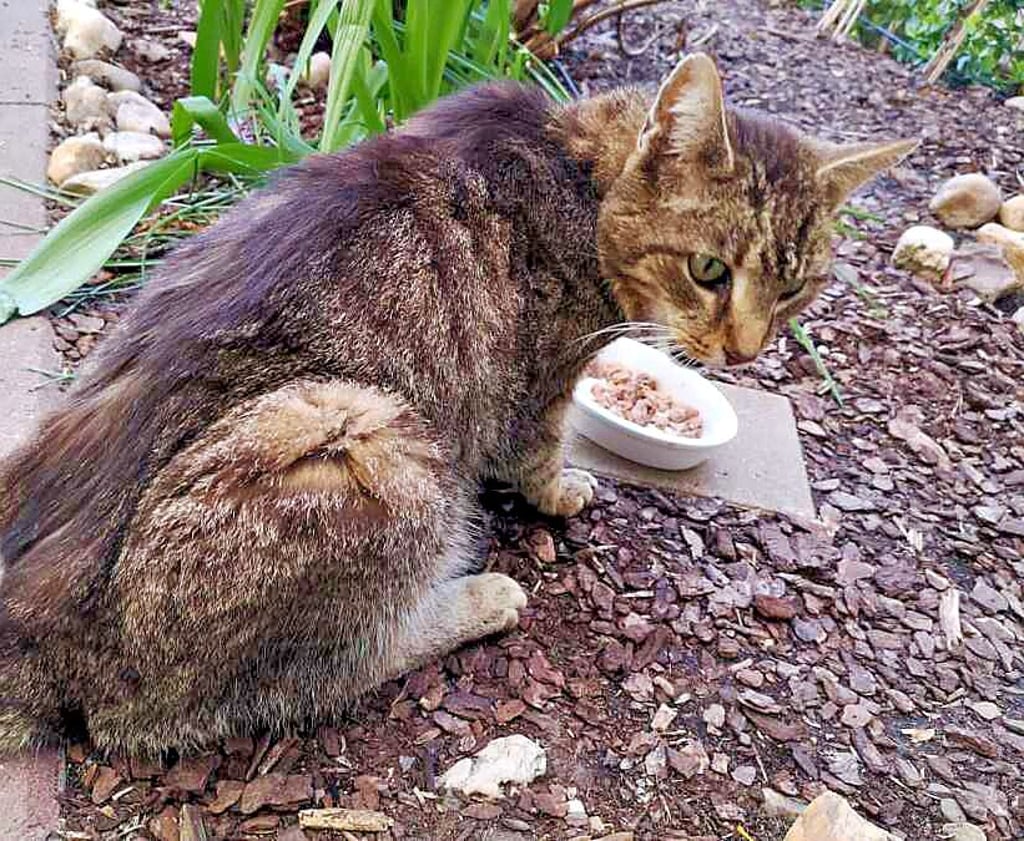 Bei diesem Kater wurde ein Geschoss im Hinterbein festgestellt. Er musste eingeschläfert werden. Der "SOS Tierhof" aus Bad Dürrenberg konnte nicht mehr helfen.