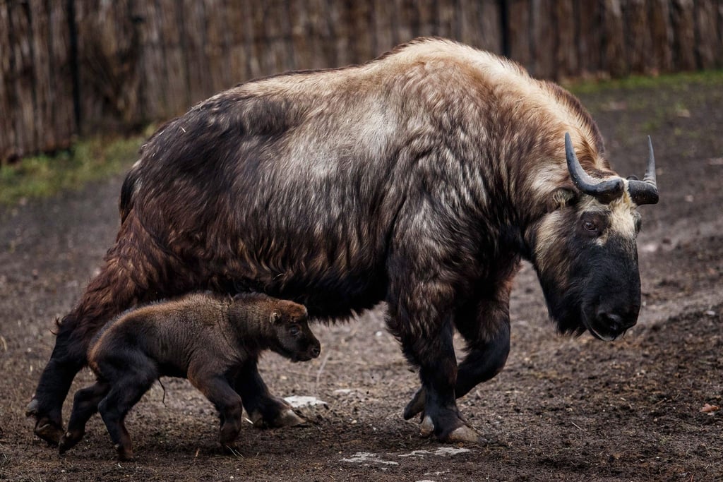 Ein junger Mishmi-Takin mit einem erwachsenen Takin in einem Zoo.