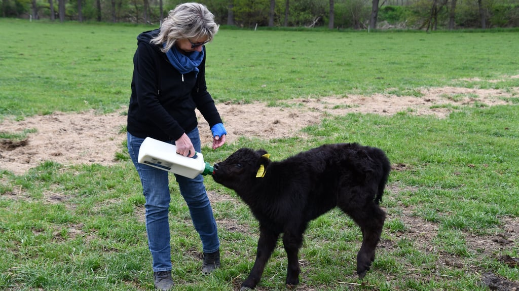 Sabrina Heinze füttert das zwei Wochen alte Kalb Bonny mit der Flasche.