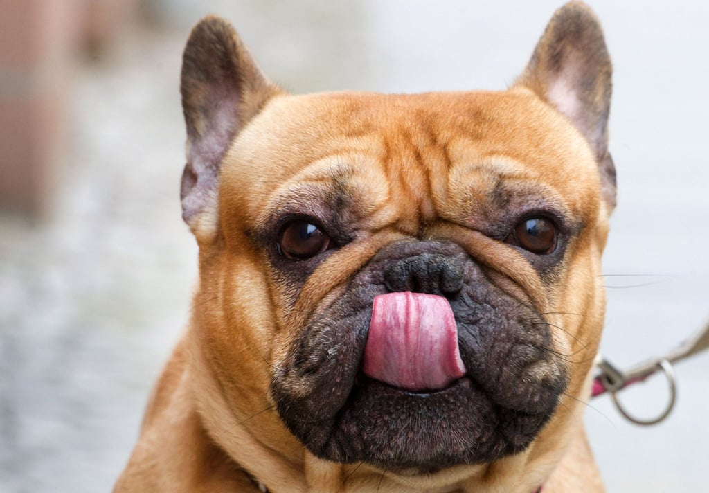 Wie tief müssen die Besitzer von Bulldoggen und Co. in der Gemeinde Elbe-Parey in die Tasche greifen?