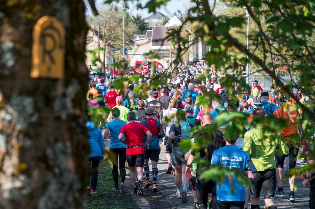 Läufer und Läuferinnen laufen beim Rennsteig-Marathon an einem Baum vorbei, an dem ein Rennsteig-Logo hängt.