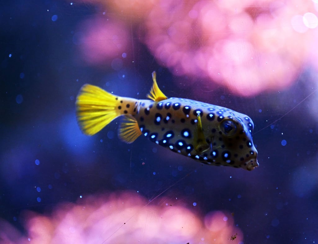 Ein Kofferfisch (Ostraciidae) schwimmt in einem Aquarium des Sealife.