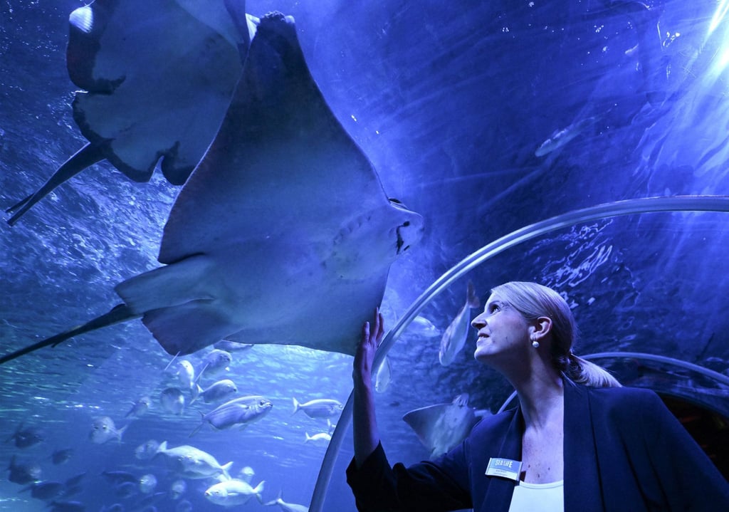 Die Sealife-Leieterin Anja Nitsch betrachtet schwimmende Rochen.