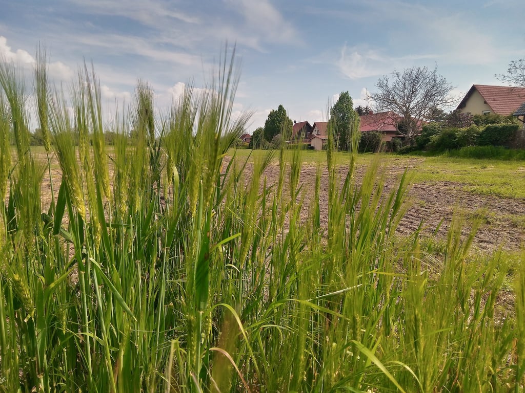 Lärmschutz soll die Idylle am Stadtrand Magdeburgs sichern.