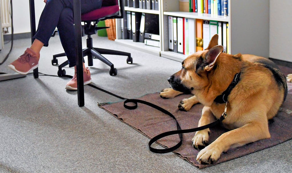 Dass Mitarbeiter der Stadtverwaltungen ihre Hunde mit ins Büro bringen, wird von den Bürgermeistern der Städte im Altmarkkreis überwiegend skeptisch gesehen.