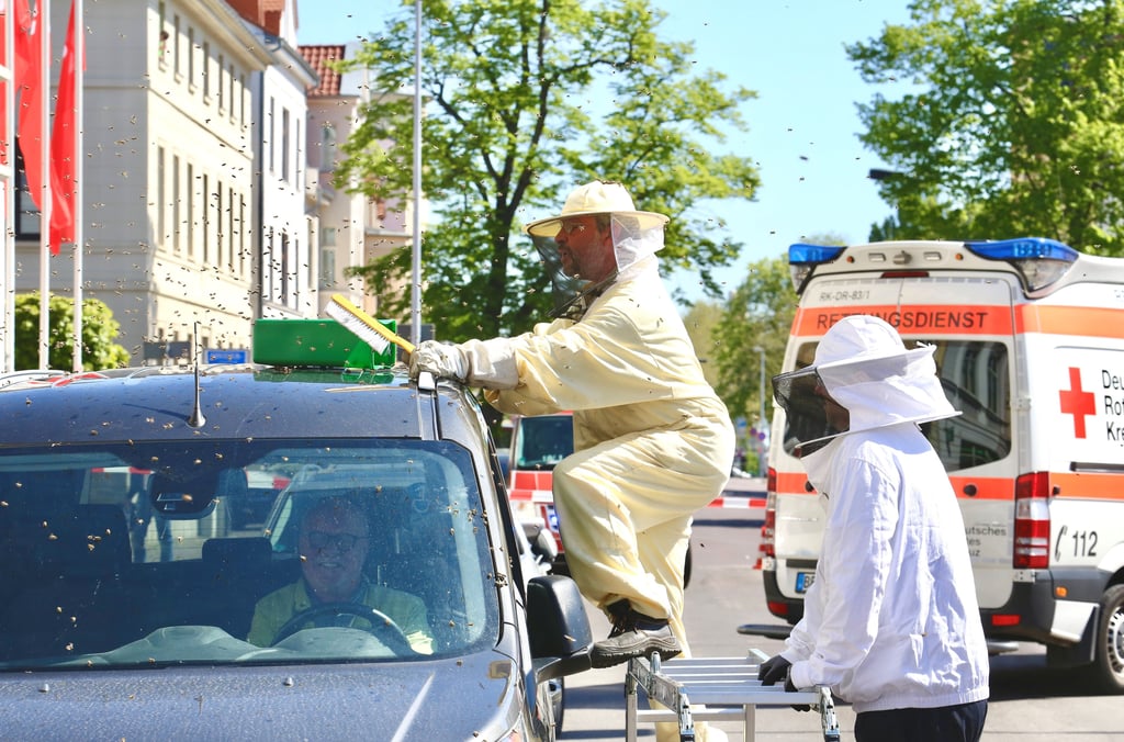 Umzingelt: Tausende Bienen haben sich auf einem Auto an der Bernburger Friedensallee niedergelassen. Imker Siegmar Pöhlke kann die Situation aber entschärfen.