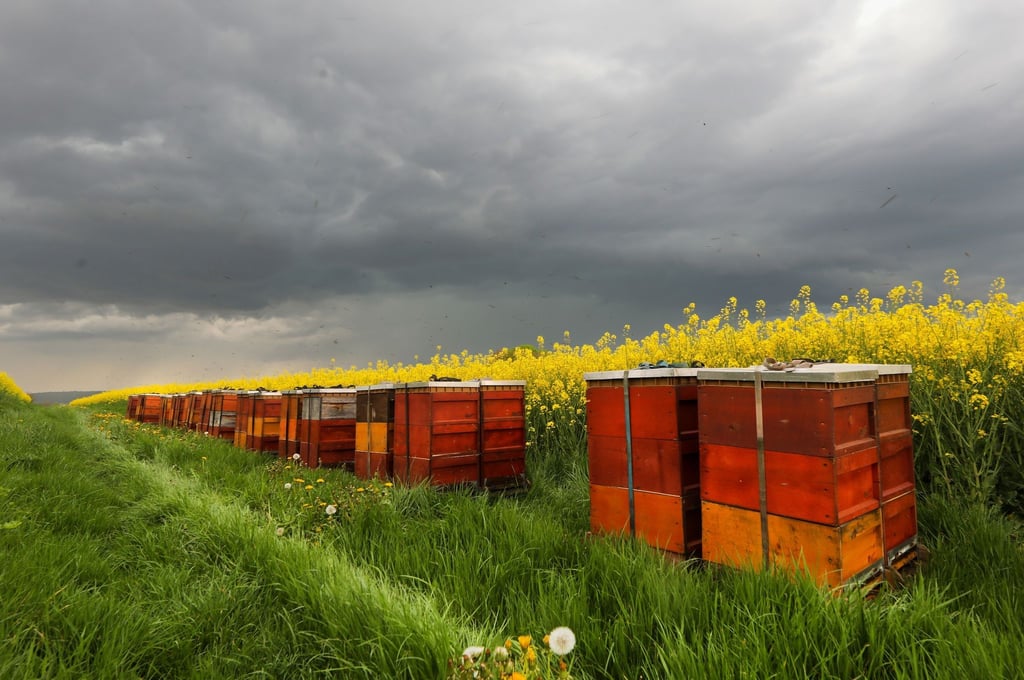 Vor einem Rapsfeld stehen Bienenstöcke in die die Bienen kurz vor einem Gewitter einfliegen.
