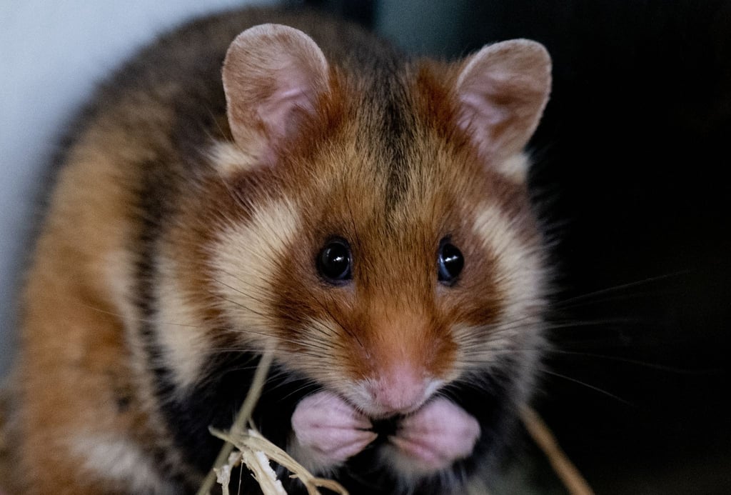 Ein Feldhamster-Männchen sitzt in einem Terrarium in einer Aufzuchtstation für Feldhamster.