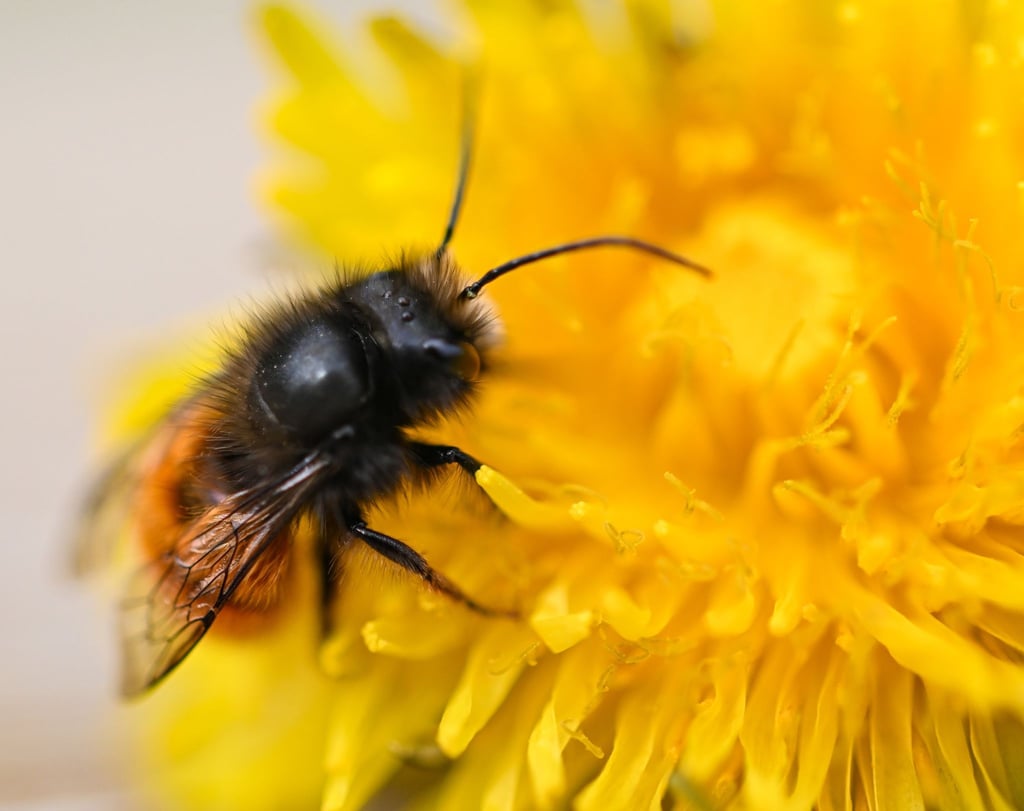 Eine Rostrote Biene krabbelt auf einer Löwenzahnblüte.