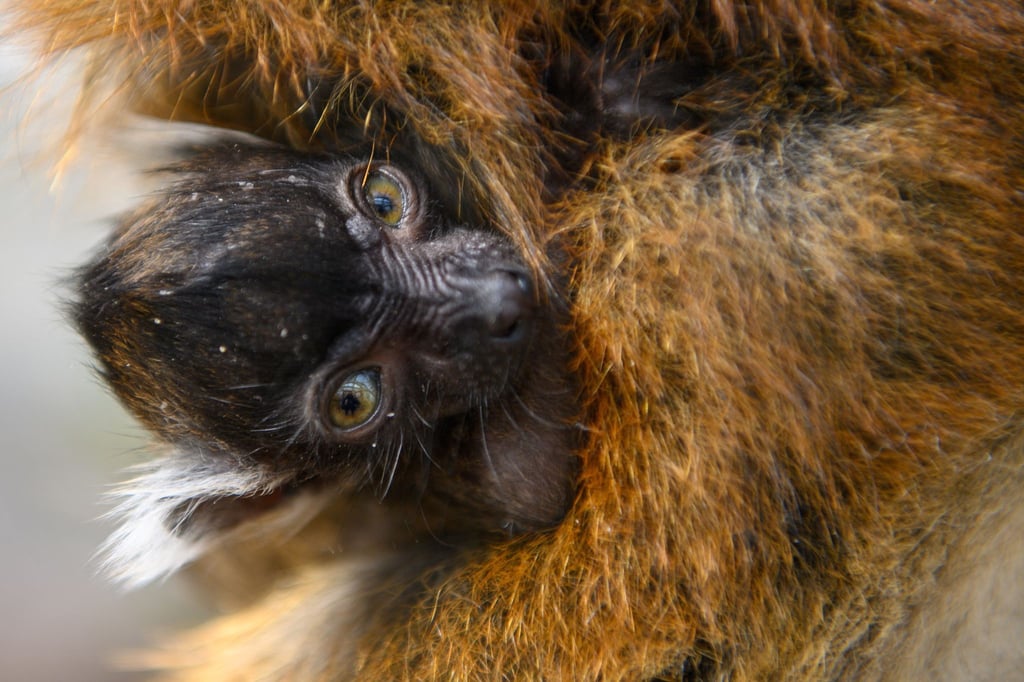 Ein junges Schwarzmaki-Weibchen lugt im Magdeburger Zoo aus dem Bauchfell der Mutter hervor.