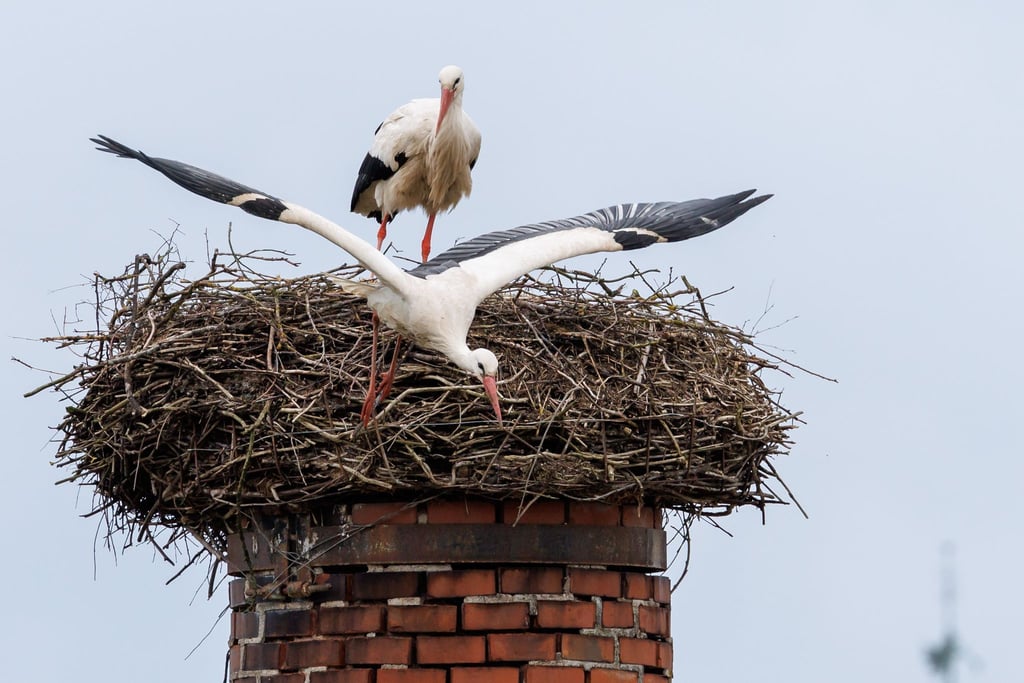 Ein Storch startet aus seinem Horst: „Wenn ein großer Populationsdruck da ist, können an günstigen Standorten Kolonien entstehen.“