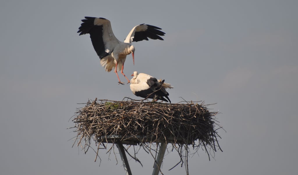 Ende April haben sich drei Störche um den Horst auf der Muldeinsel in Jeßnitz gestritten. Jetzt sind die jungen Wilden wieder weg.