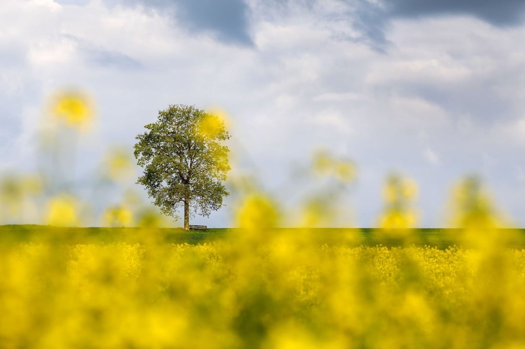 Eine Bank steht unter einem Baum neben einem Rapsfeld.