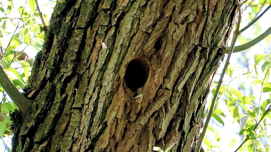 Auch wenn sich der Bewohner dieser Spechthöhle nicht zeigte, ist doch davon auszugehen, dass auch er rund um „Kühnes Loch“ zuhause ist.