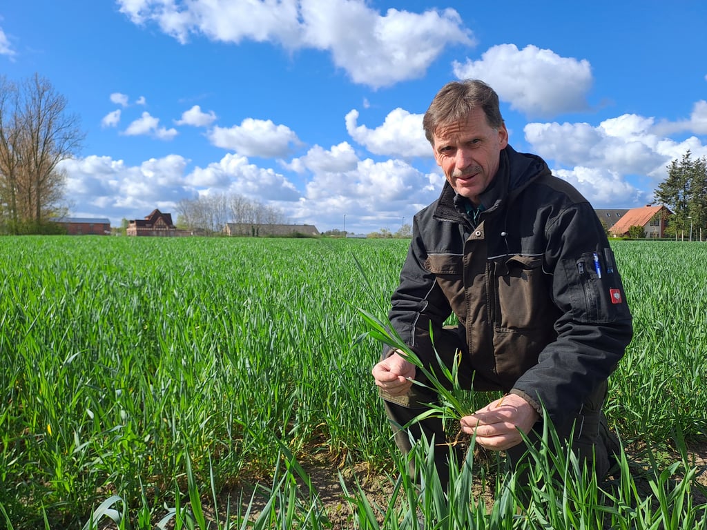 Rolf Lehmann auf einem kleinen Roggenfeld nahe dem Sitz seines Betriebs in Arendsee: „Bis jetzt hatten wir 222 mm Jahresniederschlag“, sagt der Geschäftsführer. Das sei nicht schlecht. Für eine gute Ernte müsse es aber weiterregnen.