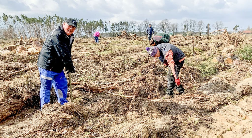 Neuanpflanzzungen von Bäumen haben derzeit gute Bedingungen zum Anwachsen. Im Foto ist Detlef Polzenhagen (links) vom Heimatverein Glücksburger Heide mit Gleichgesinnten bei einer Pflanzakion bei Jessen vor etwa einem Jahr mit dabei.