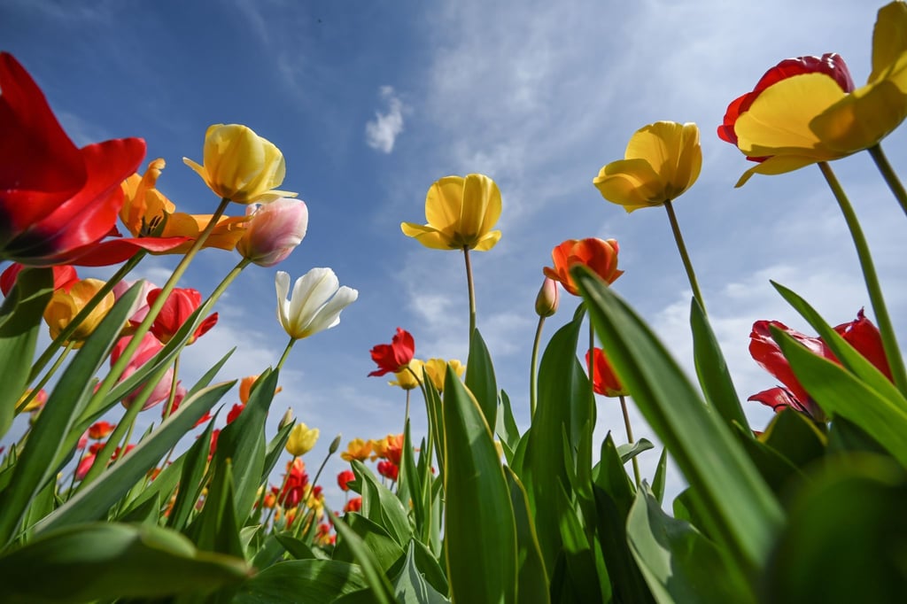 Zahlreiche Tulpen in verschiedenen Farben blühen auf einem Feld.