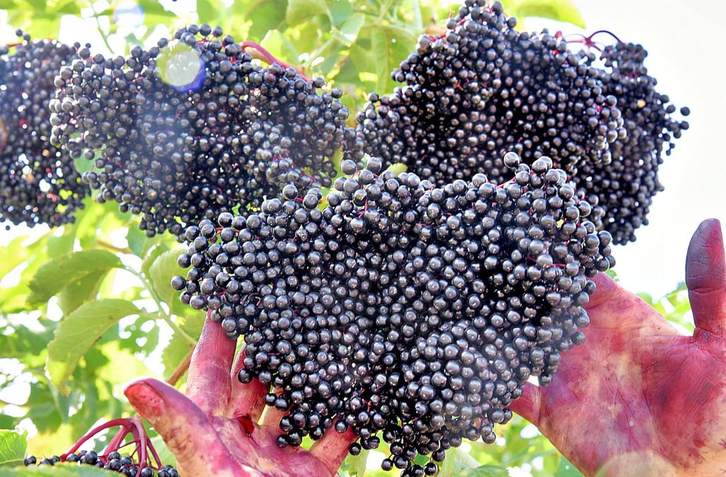 Auf der Holunderanlage des Obsthofes Wöllmen in Sachsen gab es im vorigen Jahr eine ordentliche Ernte. Die Beeren werden zu Saft, Wein und Gelee verarbeitet.