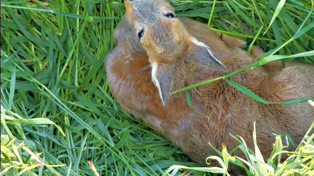 Aus 20 Metern Höhe hat die Drohne ein Foto des im Grünschnittroggen liegenden Rehs aufgenommen.