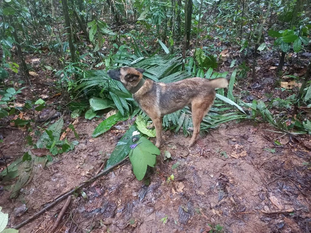 Suchhund Ulises hat einen behelfsmäßigen Unterschlupf gefunden, den die vermissten Kindern offenbar gebaut haben.