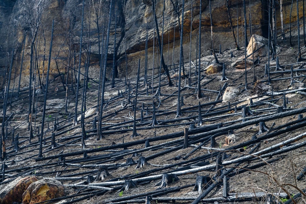 Blick vom Wanderweg am Prebisch-Tor auf die nach den Waldbränden im Sommer 2022 verkohlten Bäume.