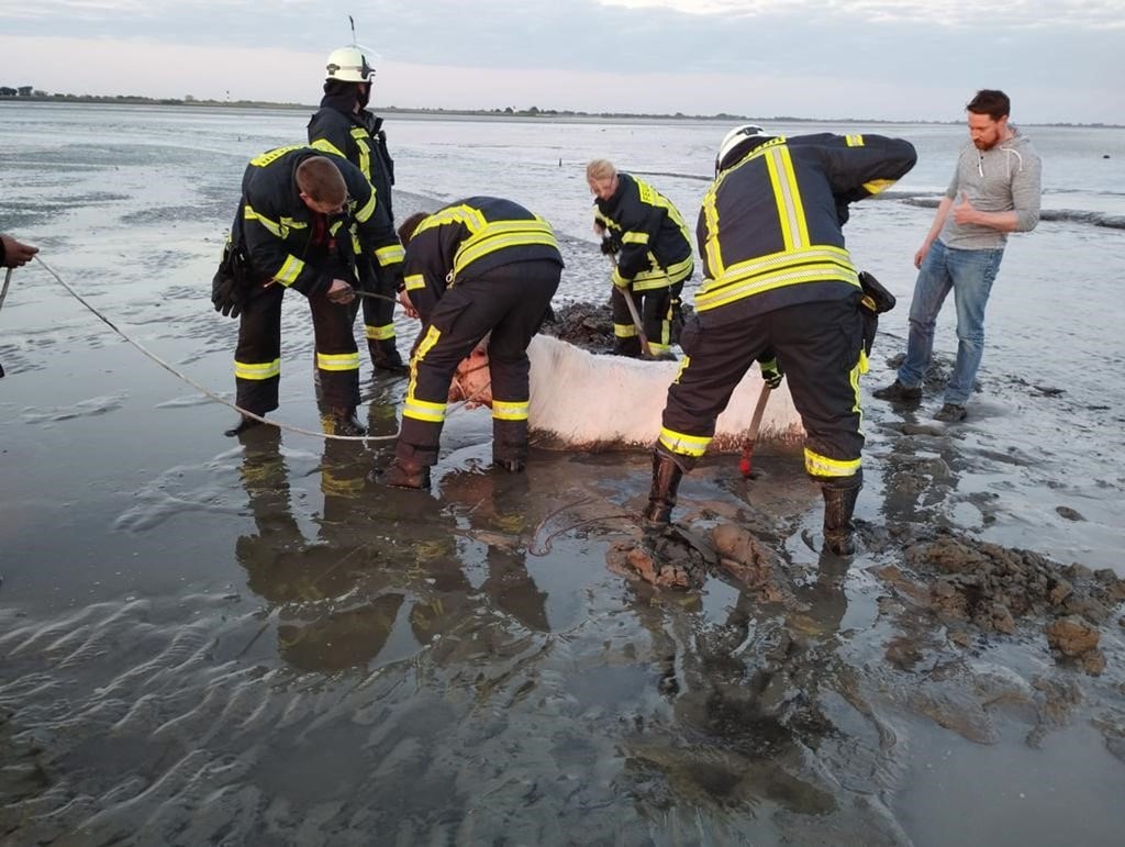 Ein Rind steckt im Elbschlick bei Freiburg (Elbe).
