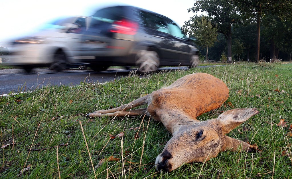 Mit Rehwild ist ein Sportwagen am Wochenende in der Stadt Südliches Anhalt zusammengestoßen.