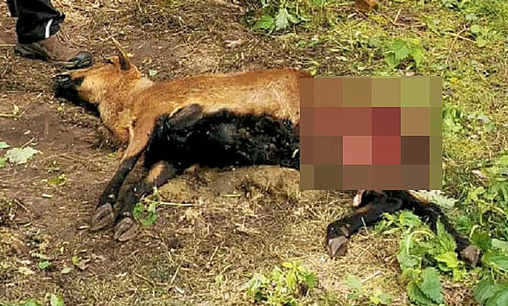 Frank Mergenthaler kann es noch nicht fassen, dass eines seiner Schafe tot ist. Er vermutet, dass es ein Wolf in der Nacht zum Sonntag gerissen hat.