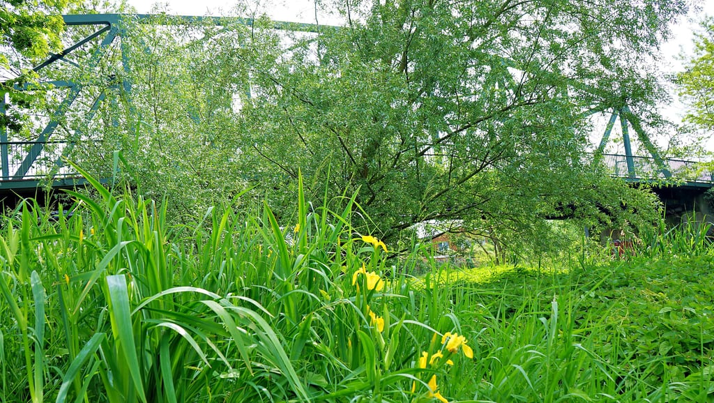 Unterhalb der Wolmirstedter Amtsbrücke wachsen bereits Lilien. Solche Gewächse sollen künftig die Brennnesseln verdrängen.