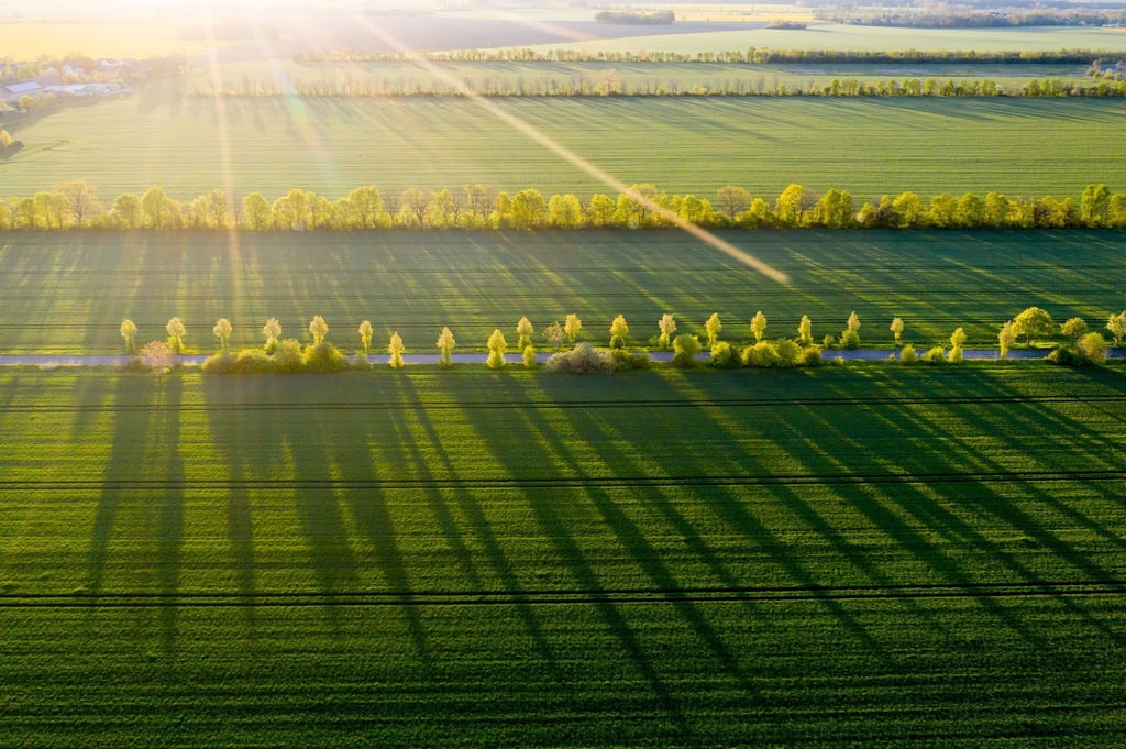 Bäume werfen in der Morgensonne lange Schatten auf ein Feld.