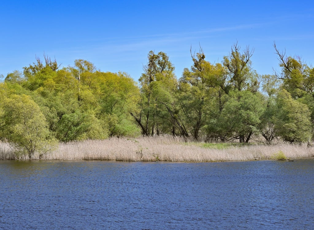 Blick auf ein Ufer der Oder in Brandenburg.
