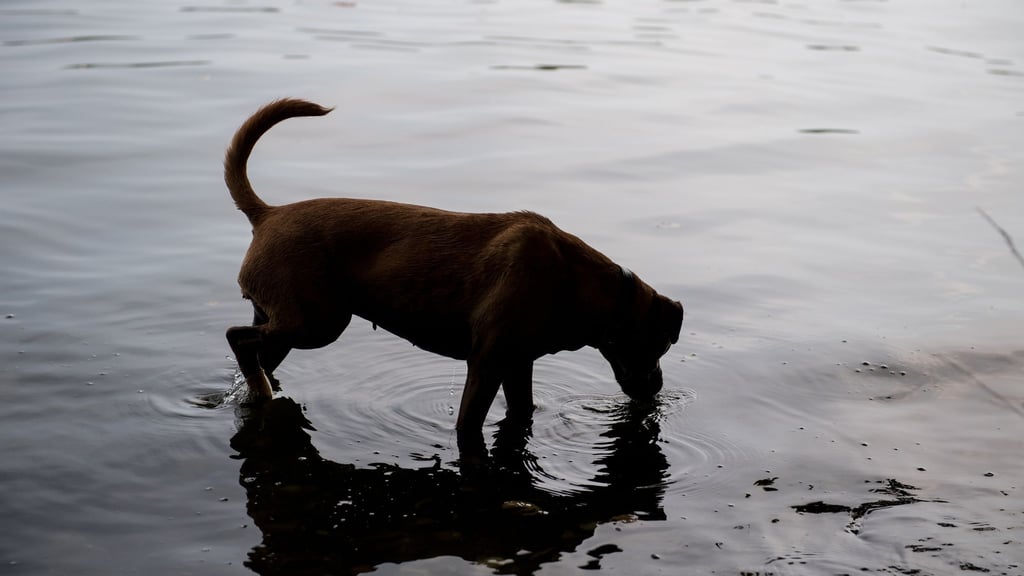 Durstig? Mit dem passenden Impfschutz ist ein Schluck Wasser aus dem See meist harmlos für Vierbeiner.