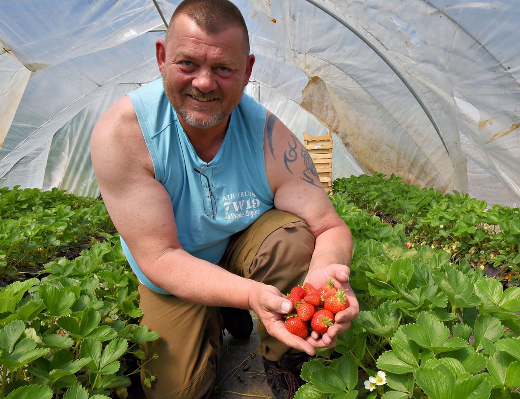 Christoph Jäger mit einer Handvoll Erdbeeren aus dem "Tunnel". Für den Erfolg, der von der Bestäubung der rund 60.000 Pflanzen abhängt, waren mehrere Hummelvölker zuständig, die sich der Landwirt per Post im Karton zuschicken ließ.