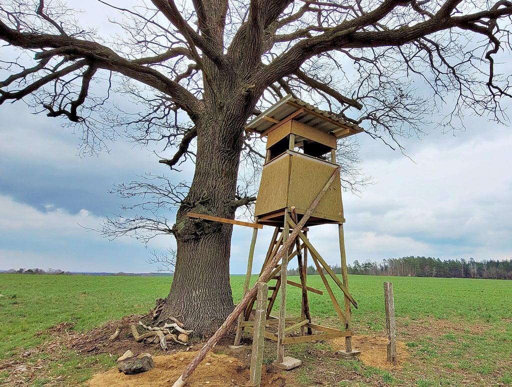 Der unter einem Solitärbaum auf einem Feld am Breitenfelder Weg installierte Hochsitz erregt die Gemüter. Etliche Volksstimme-Leser sorgen sich um den Baum.