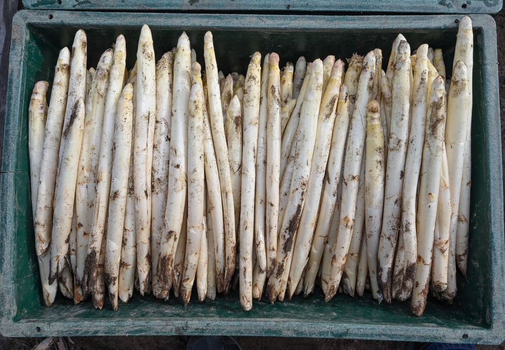 Auf einem Feld eines Spargelhofs liegen frisch gestochene Spargelstangen in einer Kiste.