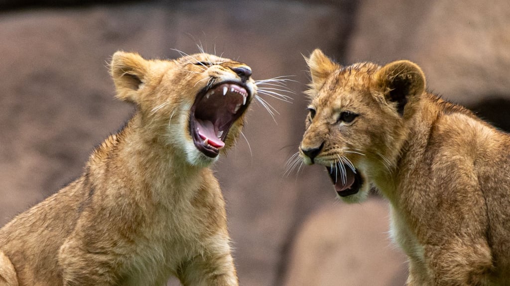 Normalerweise sind im Zoo Leipzig die Löwen fürs Fauchen und Brüllen zuständig. Aktuell brüllen aber eher die Fans auf Facebook nach der Versetzung des Tierpflegers Jörg Gräser. 