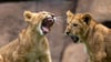 Normalerweise sind im Zoo Leipzig die Löwen fürs Fauchen und Brüllen zuständig. Aktuell brüllen aber eher die Fans auf Facebook nach der Versetzung des Tierpflegers Jörg Gräser.&nbsp;