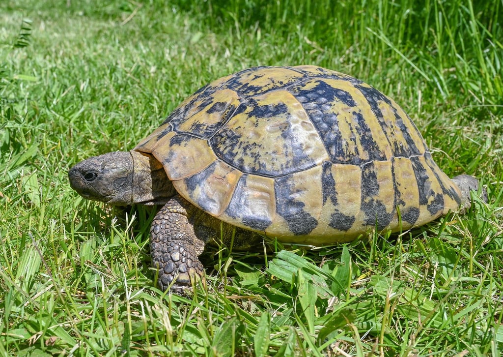 Eine Griechische Landschildkröte läuft über eine Wiese.