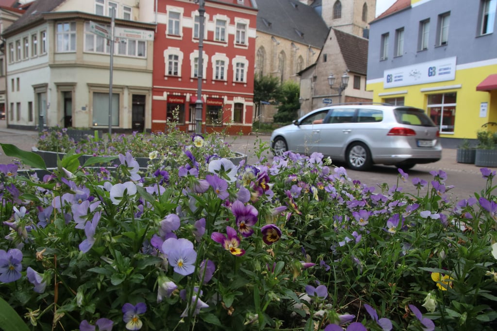 Hornveilchen in einem Kübel in der Calbenser Innenstadt: Gibt es bald eine Ortsumfahrung?