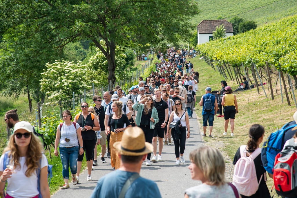Tausende Besucher werden wieder am Wochenende entlang der Weinberge wie hier an den Saalhäusern zwischen Bad Kösen und Roßbach unterwegs sein.
