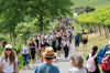 Tausende Besucher werden wieder am Wochenende entlang der Weinberge wie hier an den Saalhäusern zwischen Bad Kösen und Roßbach unterwegs sein. 