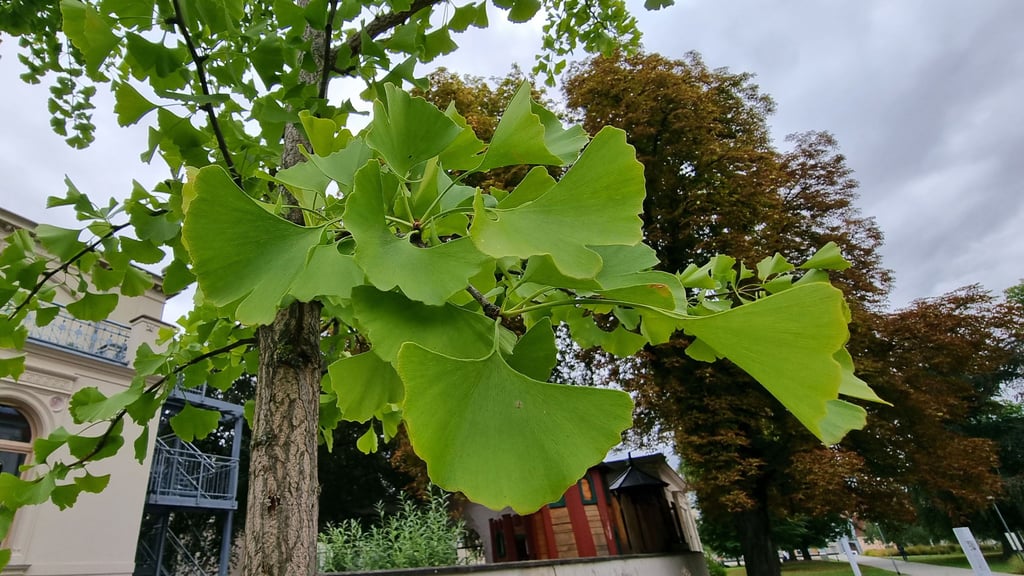 Symbolfoto - Auch einen Ginkgo-Baum haben die Diebe erbeutet.